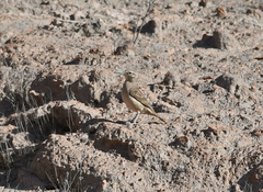 Geositta crassirostris