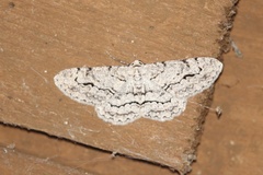 Stenoporpia pulmonaria