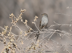 Leptasthenura striata