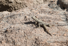 Microlophus peruvianus