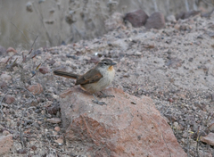 Pseudasthenes cactorum