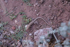 Acanthodactylus boskianus