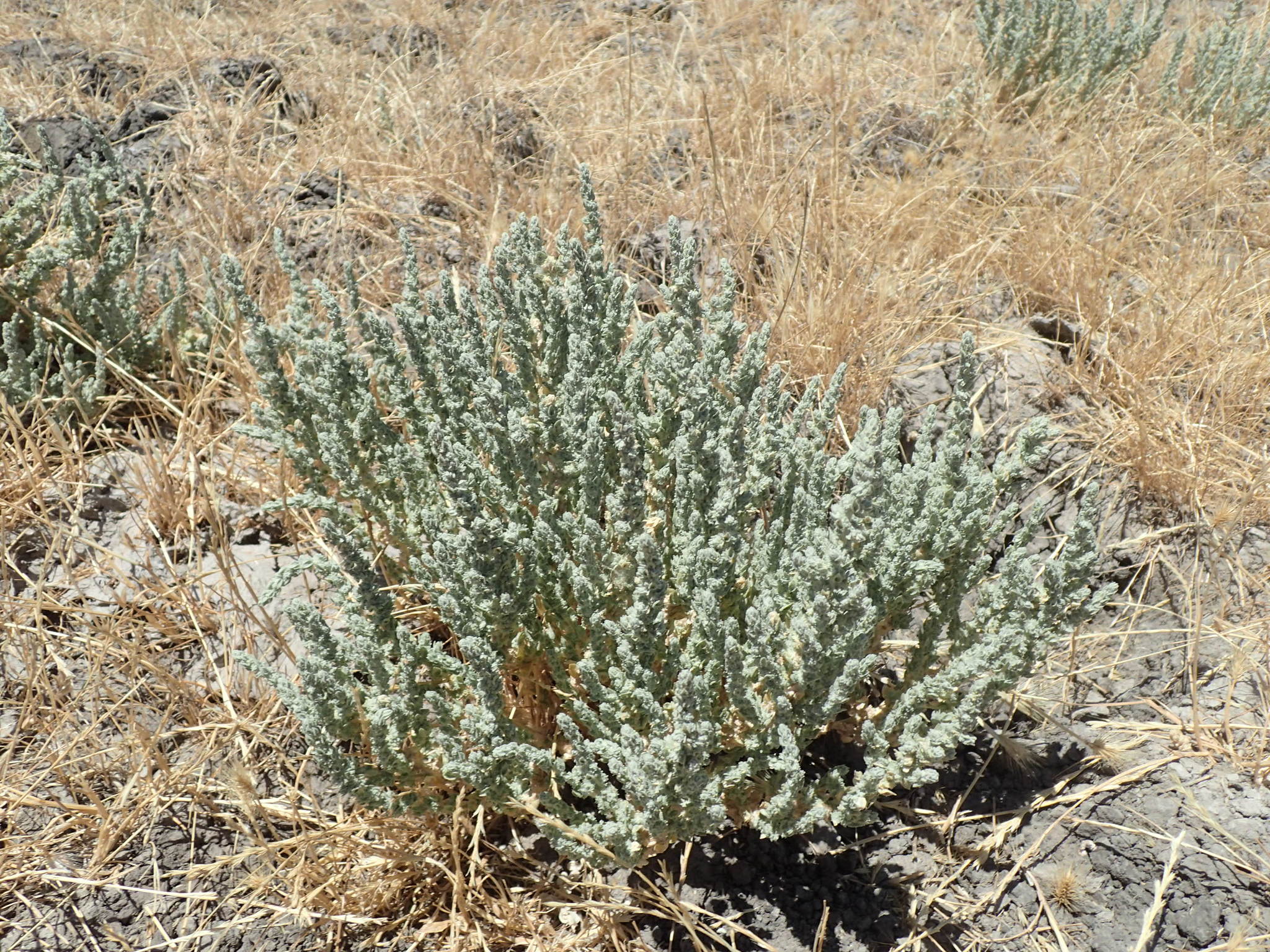 Atriplex coronata var. coronata