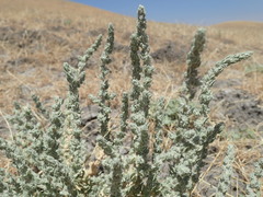 Atriplex coronata coronata