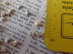 Atriplex coronata coronata