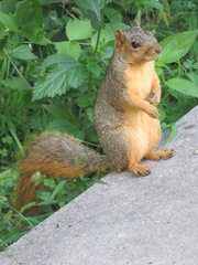Sciurus niger