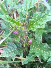 Solanum cinereum