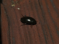 Sternolophus rufipes