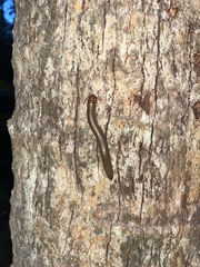 Narceus gordanus