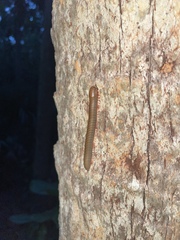 Narceus gordanus