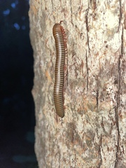 Narceus gordanus