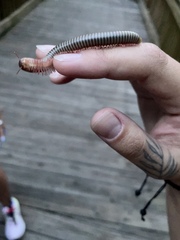 Narceus gordanus