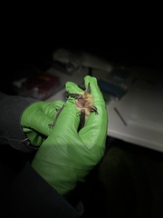 Myotis auriculus
