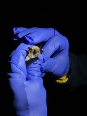 Myotis occultus