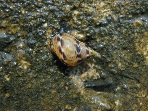Littoraria strigata