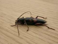 Phoracantha punctata