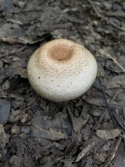 Agaricus subrufescens