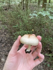 Agaricus subrufescens