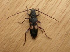 Phoracantha punctata