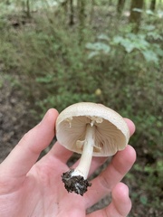 Agaricus subrufescens