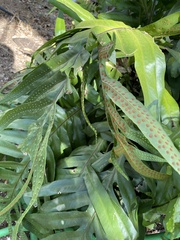 Microsorum scolopendria