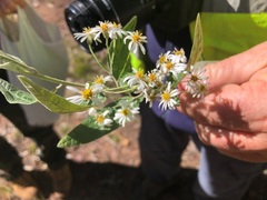 Olearia canescens