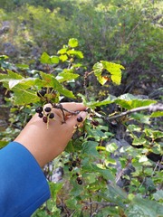 Ribes altissimum