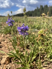 Penstemon rydbergii aggregatus