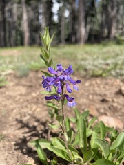 Penstemon rydbergii aggregatus