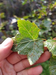 Ribes altissimum