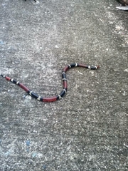 Micrurus surinamensis