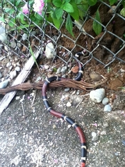 Micrurus surinamensis