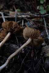 Inocybe plurabellae
