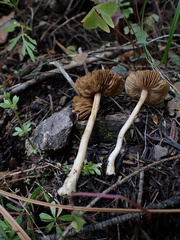 Inocybe plurabellae