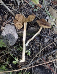 Inocybe plurabellae