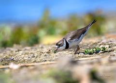 Charadrius semipalmatus