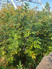 Berberis aquifolium