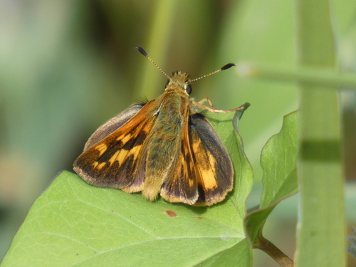 Woodland Skipper, photo 4 of 10