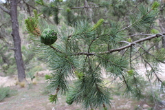 Pinus cembroides orizabensis