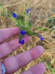 Anchusa officinalis