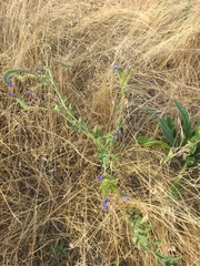 Anchusa officinalis