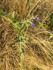 Anchusa officinalis