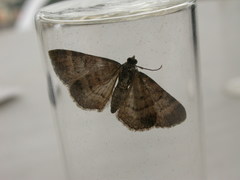 Eucymatoge peplodes