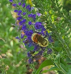 Bombus huntii