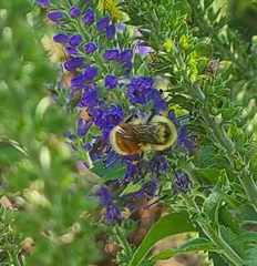 Bombus huntii
