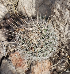 Coryphantha clavata