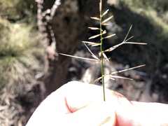 Aristida caput-medusae