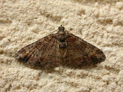 Eucymatoge peplodes