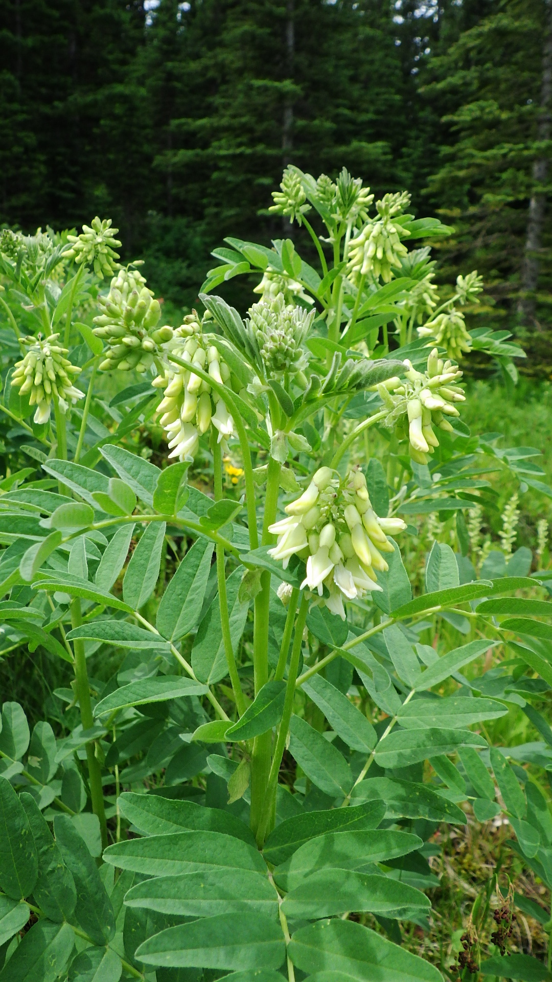 Astragalus americanus