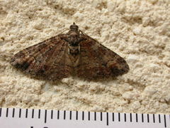 Eucymatoge peplodes